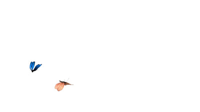 Van Cleef & Arpels Sweet Alhambra Bracelet 6 Motifs 18K Rose Gold